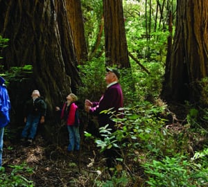 No matter what your age, spending time among the redwoods can be a rewarding experience. Photo by Paolo Vescia