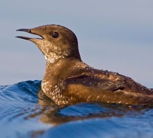 Marbled murrelet is listed as Endangered. Photo by Tim Lenz, Flickr Creative Commons