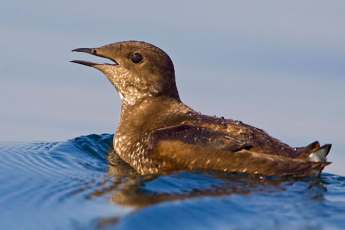 Marbled murrelet is listed as "Endangered." Photo by Tim Lenz, Flickr Creative Commons