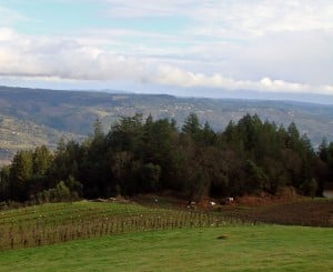 Vineyard conversion has become an increasingly significant threat to redwood forests in recent years. 