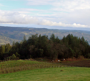 Vineyard conversion has become an increasingly significant threat to redwood forests in recent years.