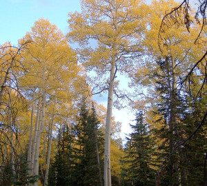 Aspens in Utah. Photo by Fool-On-The-Hill, Flickr Creative Commons