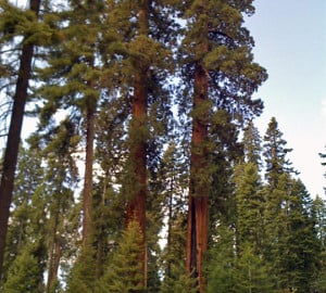 Fire-suppressed sequoia grove – note the large fire scar on the giant sequoia on the right.