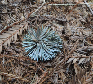 Cooley spruce gall. Photo by Joanne and Doug Schwartz