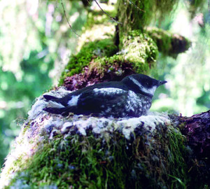 Marbled murrelet nest. Photo by Tom Hamer