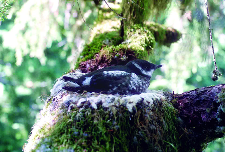 Marbled murrelet nest