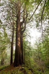 Only large old trees like this one at Shady Dell have the thick horizontal branches on which marbled murrelets lay their eggs. Photo by Paolo Vescia