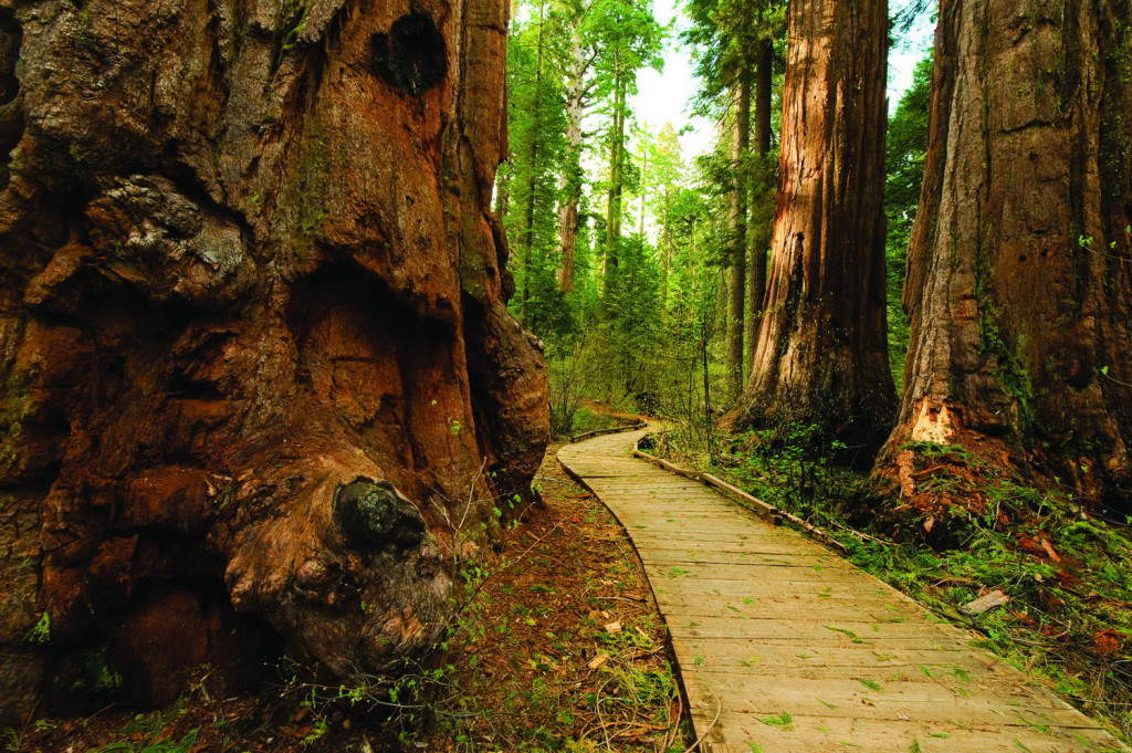 California’s state parks, like Calaveras Big Trees State Park, remain the jewels of the state despite financial setbacks.