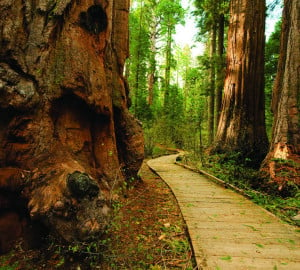 California’s state parks, like Calaveras Big Trees State Park, remain the jewels of the state despite financial setbacks.