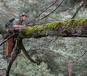 RCCI scientist, Stephen C. Sillett, on a branch. Photo by Marie Antoine