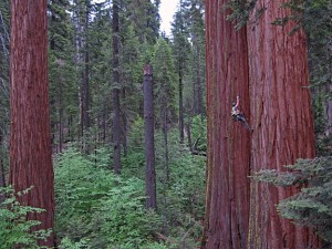 Researcher Wendy Baxter climbs a fixed rope up into a 86.6m-tall giant sequoia tree at Calaveras Big Trees State Park. Photo by Anthony Ambrose