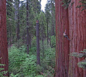 Researcher Wendy Baxter climbs a fixed rope up into a 86.6m-tall giant sequoia tree at Calaveras Big Trees State Park. Photo by Anthony Ambrose