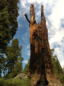 Giant sequoia snag.
