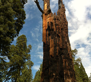 Giant sequoia snag.