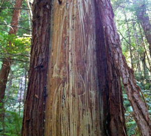 Scraping teeth of a bear left this young redwood missing bark.