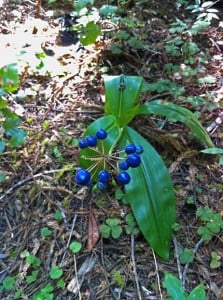 Clintonia andrewsiana bearing blue fruits at Jedediah Smith Redwoods State Park.