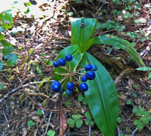 Clintonia andrewsiana bearing blue fruits at Jedediah Smith Redwoods State Park.