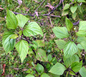 Ageratina adenophora