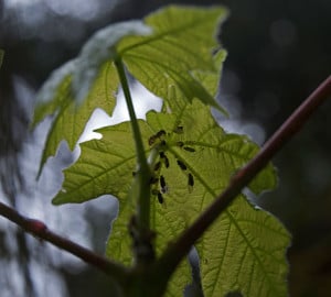 Ants tending aphids on the underside of young leaves of Big Leaf Maple (Acer macrophyllum) in Del Norte County.