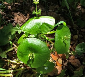 Miner’s lettuce (Claytonia perfoliata)