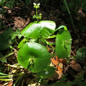 Miner’s lettuce (Montia perfoliata)