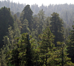 Giant redwood crowns loom over a canopy of lesser trees (Picea sitchensis, Tsuga heterophylla) in JSRSP. Photo by Stephen Sillett