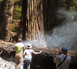 Fires and humans shape redwood forests.