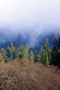 Redwoods compete for sunlight.