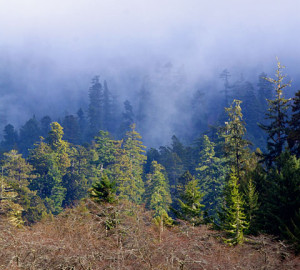 Redwoods compete for sunlight.