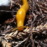 Banana slug.