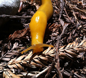 Banana slug.