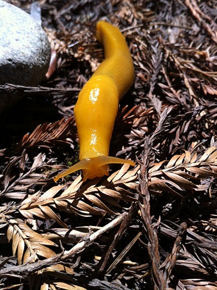 Banana slug.