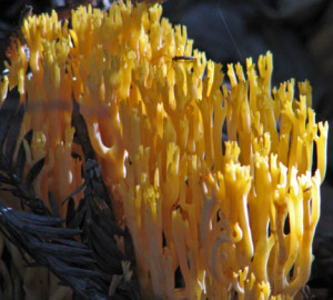 Coral fungus in the redwood forest.