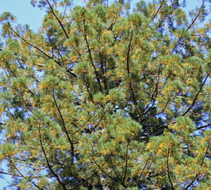 Coast redwood boasting colorful fall leaves at Humboldt Redwoods State Park in August.