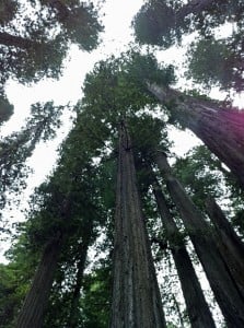 Redwood canopy.