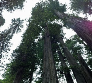 Redwood canopy.