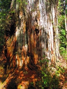 Gnarly trunk of an Alerce tree, Fitzroya cupressoides.