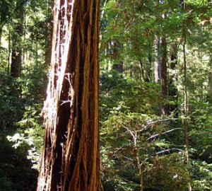 Majestic coast redwood tree.