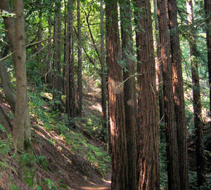 Redwood Regional Park