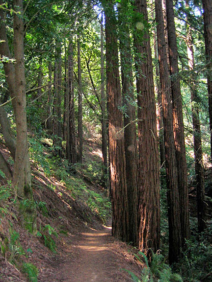 Redwood Regional Park