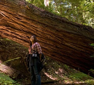 Enjoying the redwoods of our Santa Cruz Mountains Old-Growth project.