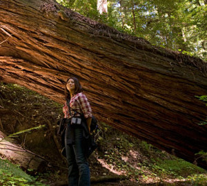 Enjoying the redwoods of our Santa Cruz Mountains Old-Growth project.