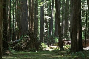 Jedediah Smith Redwoods State Park.