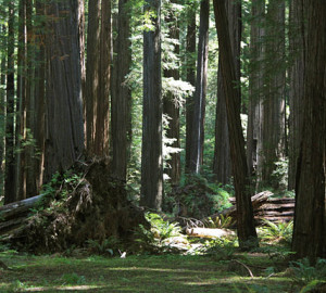 Jedediah Smith Redwoods State Park.