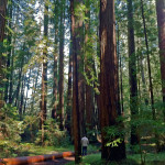 Hiker on trail