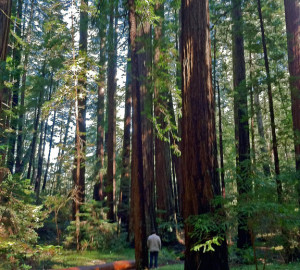 Hiker on trail