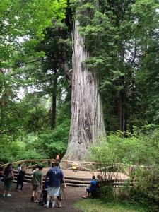 "Big Tree" in Prairie Creek Redwoods State Park.