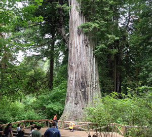 "Big Tree" in Prairie Creek Redwoods State Park.