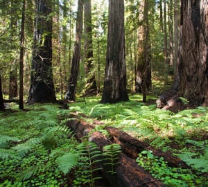 Montgomery Woods State Park. Photo by Peter Buranzon