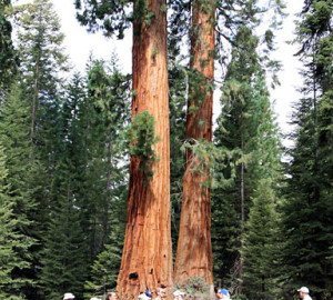 Giant Sequoia